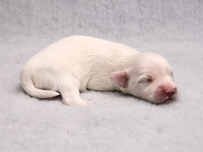 Bichon Havanais hvalpe Kennel Miki Nanoq